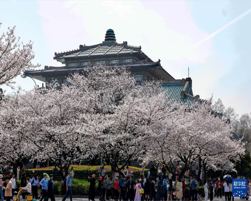   校園賞花季——書香伴花香 共賞好春光